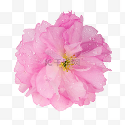 粉色樱花花蕊图片_粉色樱花花朵