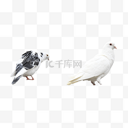 白色鸽子飞翔羽翼鸟类