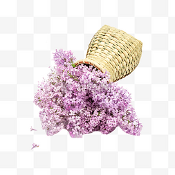 紫藤萝花束图片_紫丁香花干花