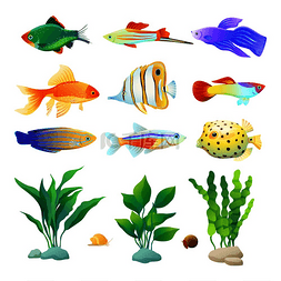 海藻海报图片_蜗牛和鱼种水族馆居民。