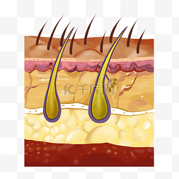 皮脂文理图片_美发毛囊剖面图