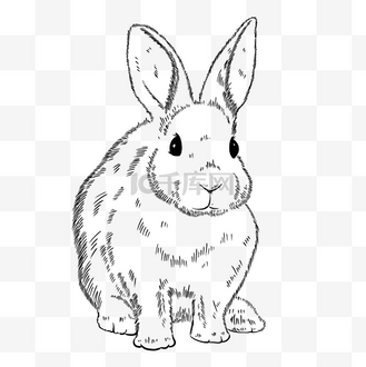 兔年黑白线条白描兔子