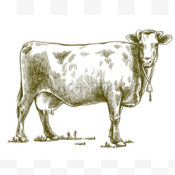 繁殖奶牛。畜牧业。白色的牲畜图