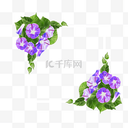 紫色鲜艳水彩牵牛花卉边框