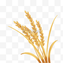 团徽麦穗素材图片_金色小麦麦穗