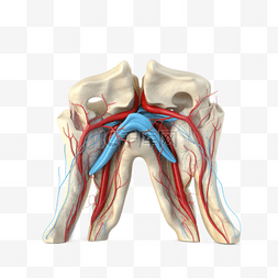 医学医疗人体器官组织牙齿