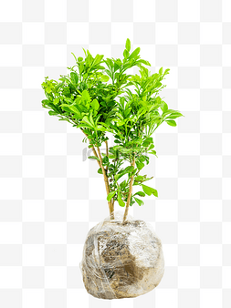 绿色植物米兰树苗