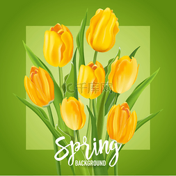 春季横幅背景图片_春天的花背景-与郁金香-向量中