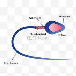 精子细胞结构图