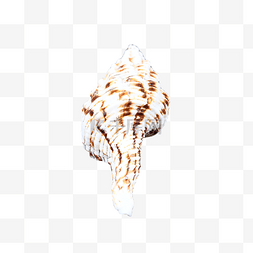 静物贝类沙滩海螺