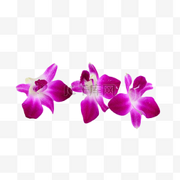 紫洋兰紫色摄影图花园