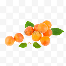 杏图片图片_夏天水果黄杏熟了