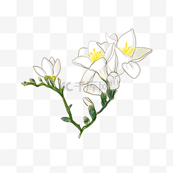 水彩花卉白色苍兰