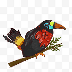 黑色彩色羽毛图片_美洲热带彩色花纹巨嘴鸟