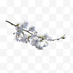 开行李箱图片_白色花朵春天植物樱花