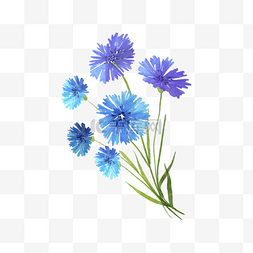 花叶菊图片_蓝色花卉植物水彩车矢菊