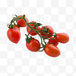 植物番茄图片_樱桃番茄植物自然健康