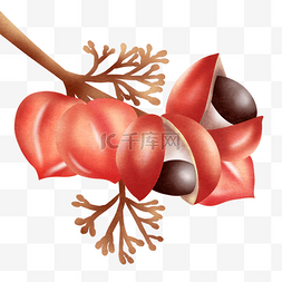 瓜拉那图片_瓜拉纳果水彩风格水果果实