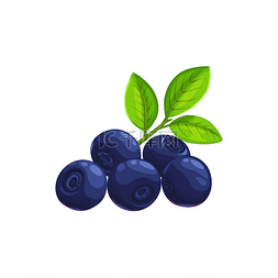 叶串图片_蓝莓浆果来自农场花园和野生森林