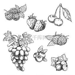 葡萄和水果图片_美味的新鲜花园草莓、带卷须的葡