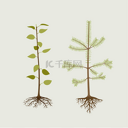 树幼苗图片_栽培、落叶乔木和松树的幼苗。