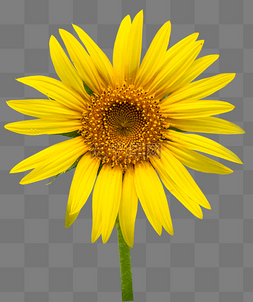 向阳诗集图片_向日葵向阳金黄植物花朵