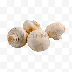 口蘑菇图片_白蘑菇菌菇白油蘑菇