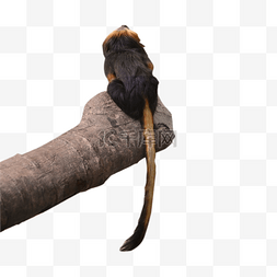 肘部图片_黑毛棉冠猴濒危物种白发兽类