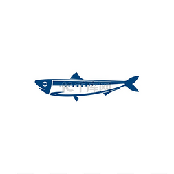 鲱鱼是一种孤立的蓝色鱼类海洋动