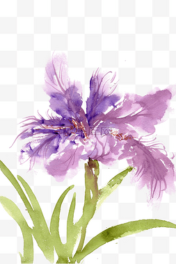 紫色的菖蒲