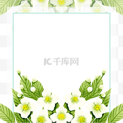 白色雏菊背景图片_茉莉花绿色叶子边框