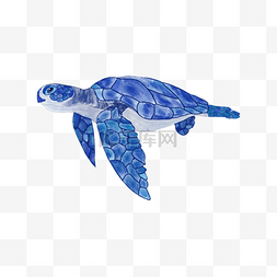 水彩海洋生物海龟