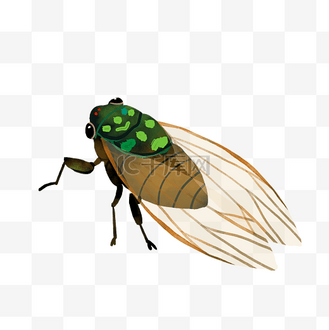 夏天虫设计素材