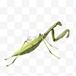 绿色昆虫螳螂