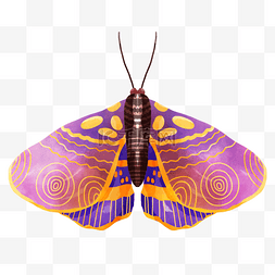 飞蛾波西米亚风格水彩紫色花纹绒