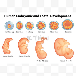 儿童发展图片_在人胚胎发育阶段