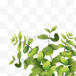 尤加利叶水彩图片_一簇春天植物水彩尤加利叶边框