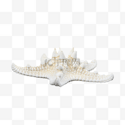 白色水生动物海星静物
