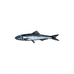 鳀鱼图片_钩鱼小型饲料鱼隔离草图或欧洲凤