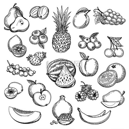 香蕉芒果图片_复古水果素描手绘水果图标集新鲜
