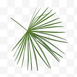 对称花图案图片_绿色观赏圆扇形矮棕榈叶植物