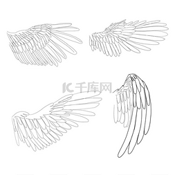 线条风格的鸟类翅膀。
