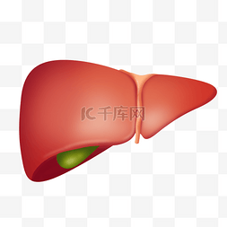 医学人体图片_人体器官肝脏