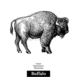 濒临灭绝的图片_手绘素描动物水牛美洲野牛矢量黑