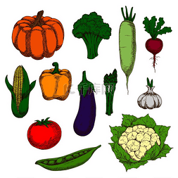 豌豆素描图片_健康饮食设计的膳食蔬菜素描，包