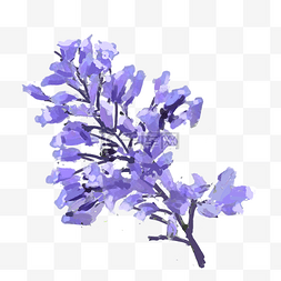 藤枝图片_蓝花楹紫色花朵