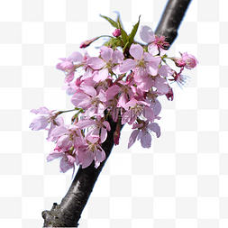 春天植物摄影图片_樱花浪漫粉色春天