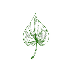 阿斯达设计图片_阿斯彭或榆树赤杨叶孤立手绘草图
