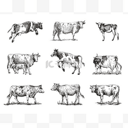 繁殖奶牛。畜牧业。灰色背景的草