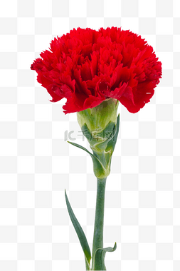 康乃馨花朵红色图片_母亲节感恩母亲康乃馨鲜花